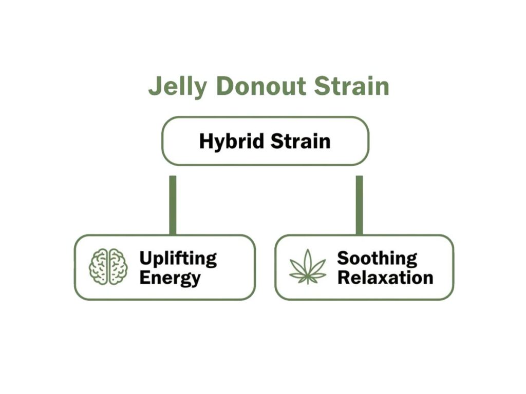Diagram illustrating Jelly Donout cannabis strain as a hybrid, offering uplifting energy and soothing relaxation.