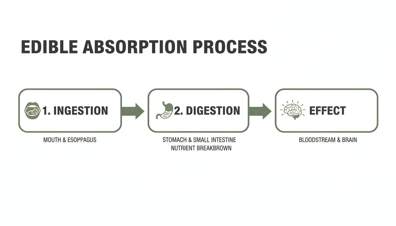 A flowchart illustrating the edible absorption process, from ingestion in the mouth to effects in the brain.